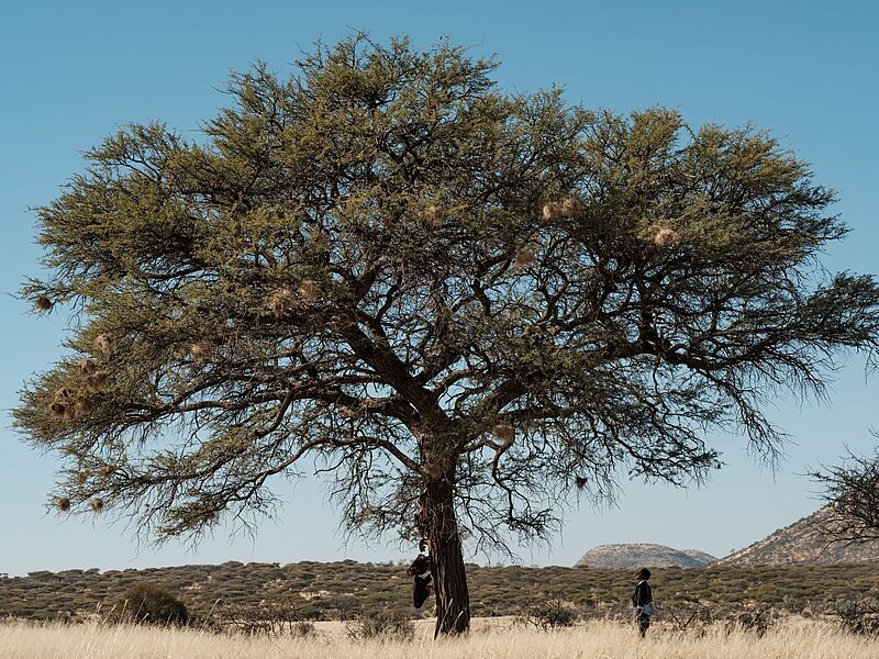 Filmstill From Perivi Katjavivi’s current film project The Hanging Tree. Photo credit: Perivi Katjavivi